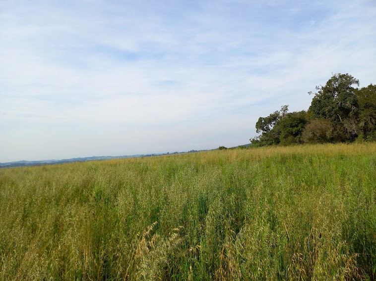 15,43 Hectares de Terras no Passo do Pinto