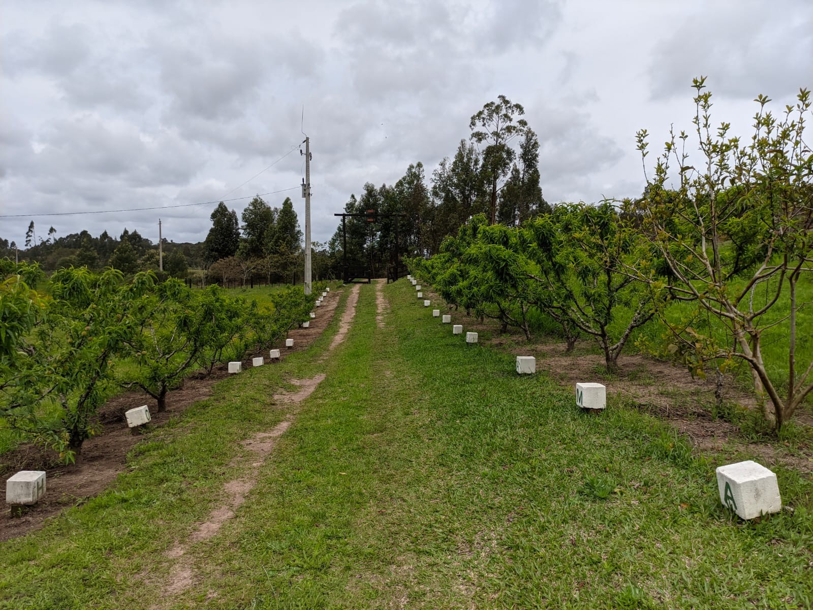 5 Hectares em Canguçu